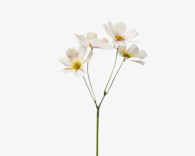 Kunstig blomsterstilk med tre fine hvide blomster, der har lette lyserøde nuancer og gule midter. Kronbladene er let buede, og blomsterne sidder på slanke grønne stilke, der forgrener sig fra én hovedstilk. Udseendet er realistisk og elegant, velegnet til dekorative arrangementer.