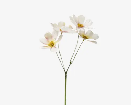 Kunstig blomsterstilk med tre fine hvide blomster, der har lette lyserøde nuancer og gule midter. Kronbladene er let buede, og blomsterne sidder på slanke grønne stilke, der forgrener sig fra én hovedstilk. Udseendet er realistisk og elegant, velegnet til dekorative arrangementer.