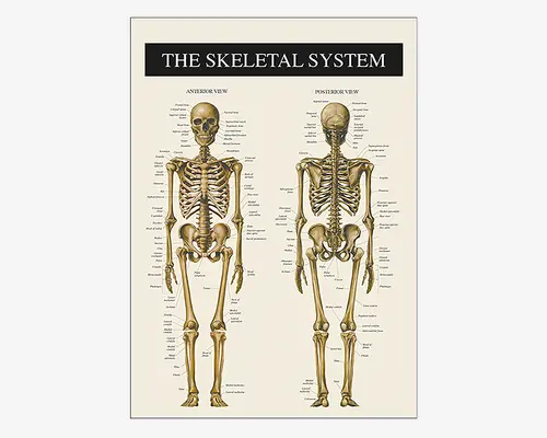 Undervisningsplakat med detaljerede illustrationer af det menneskelige skeletsystem, der viser både forfra (anterior) og bagfra (posterior) visninger. Hver knogle er tydeligt mærket med sit anatomiske navn. Skeletterne er vist i en naturlig, oprejst position med realistiske farver og skygger på knoglerne. Baggrunden er lys og neutral, og titlen 'THE SKELETAL SYSTEM' står øverst med store hvide bogstaver på sort baggrund.