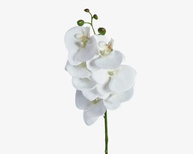 En enkelt lang grøn stilk med flere store, hvide orkidéblomster arrangeret lodret. Kronbladene er glatte og let buede med diskrete årer og en blød, voksagtig overflade. Øverst ses nogle knopper, der indikerer nye blomster. Midten af hver blomst har en sart gul og lyserød detalje.