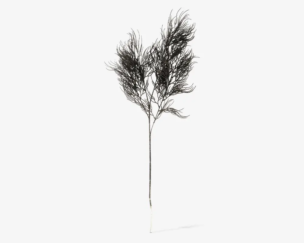Stilk Asparagus sort H.86,4 cm 