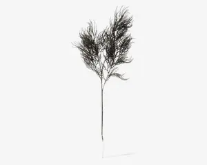 Stilk Asparagus sort H.86,4 cm 