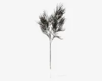 Stilk Asparagus sort H.86,4 cm 