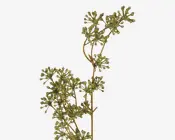 Stilk kornel grøn L.67 cm