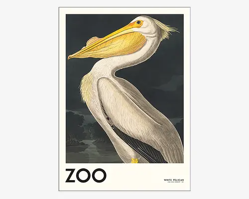 En illustration i vintage-stil af en hvid pelikan med et stort gult næb og en markant strubepose. Pelikanen vises i profil, hvilket fremhæver dens lange hals, hvide og grå fjer samt gule øje. Baggrunden er mørk med diskrete landskabsdetaljer, hvilket skaber en dramatisk kontrast. Ordet 'ZOO' er trykt med store bogstaver nederst, og 'White Pelican' står med mindre tekst.
