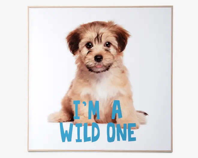 Billede puppy - I am a wild one