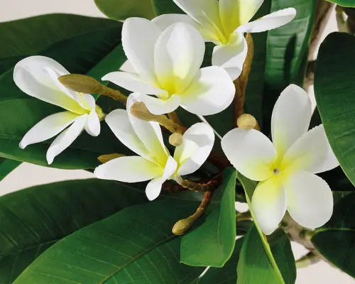 Frangipani træ H.150 cm