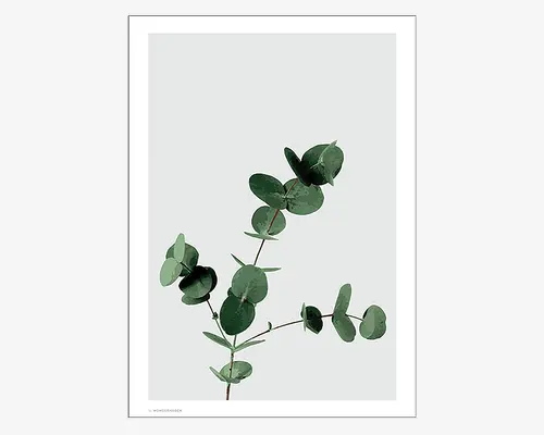 Minimalistisk botanisk kunsttryk med en eukalyptusgren med runde, grønne blade. Designet er placeret på en lys grå baggrund og indrammet med en enkel hvid kant, hvilket giver et rent og moderne udtryk. Bladene er vist i forskellige grønne nuancer, hvilket tilføjer dybde og naturlige detaljer til kunstværket.
