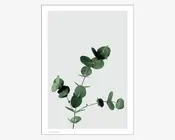 Plakat Eucalyptus 