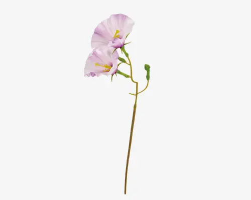 En enkelt lang, slank grøn stilk med to sarte, lyserøde blomster og en lille grøn knop. Blomsterne har bløde, bølgede kronblade med en diskret overgang fra lyserød til hvid samt tydelige gule støvdragere i midten. Udtrykket er elegant og naturligt, velegnet til blomsterdekorationer eller pynt.