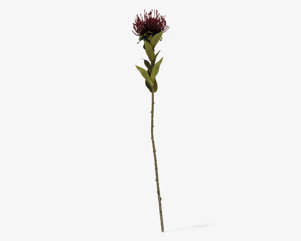 Stilk Protea mørk rød H.59 cm 