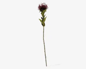 Stilk Protea mørk rød H.59 cm 