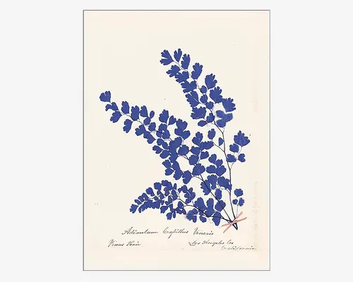 Et botanisk kunsttryk, der viser en fin bregne med små, runde blade arrangeret langs tynde, forgrenede stængler. Bladene er gengivet i en livlig blå farve, som står i kontrast til den lyse, råhvide baggrund. Håndskrevne botaniske noter og plantens latinske navn ses nederst på trykket, hvilket giver et vintage og videnskabeligt udtryk. Kunstværket er indrammet i en enkel sort ramme.