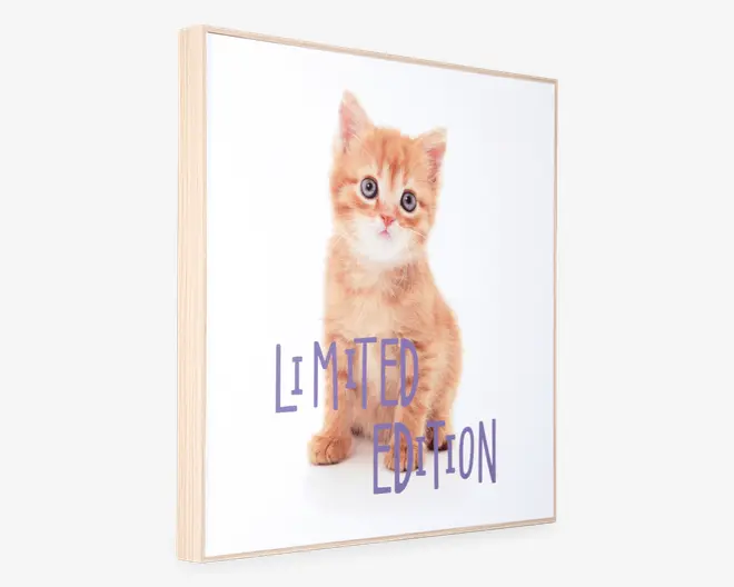 Billede kitten - Limited edition