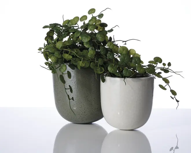 To keramiske urtepotter står side om side. Den venstre potte er mat grøn med en plettet overflade, mens den højre potte er blank hvid. Begge potter har en rund, moderne form og indeholder frodige grønne hængeplanter med små, runde blade.