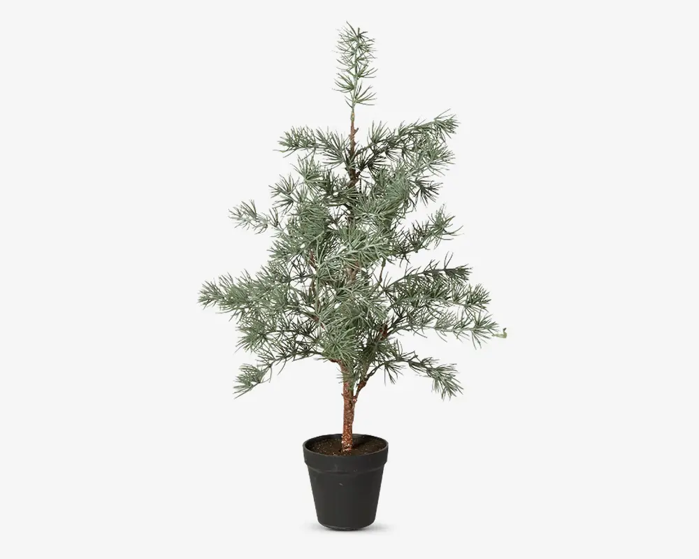 Cedertræ m/potte plastik H.60 cm 