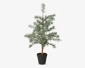 Cedertræ m/potte plastik H.60 cm 