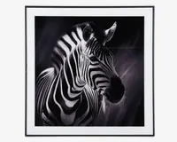 Billede zebra i ramme 50x50 cm 