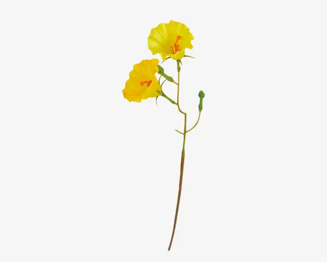 En enkelt lang, slank grøn stilk med to klare gule blomster, hver med fine, bølgede kronblade og tydelige orange-røde støvdragere i midten. Stilkens side har også en lille grøn knop og et par tynde, snoede ranker.