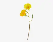 En enkelt lang, slank grøn stilk med to klare gule blomster, hver med fine, bølgede kronblade og tydelige orange-røde støvdragere i midten. Stilkens side har også en lille grøn knop og et par tynde, snoede ranker.