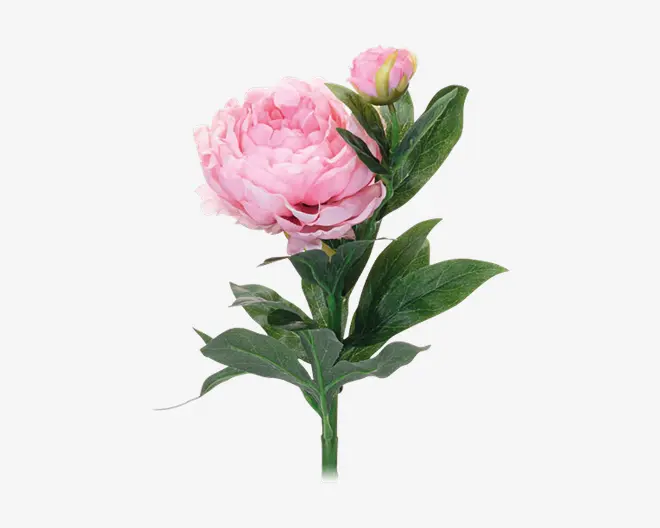 Pæon stilk ass 17x17x61 cm 