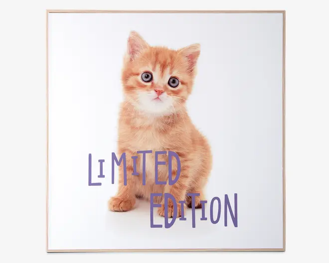 Billede kitten - Limited edition