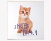 Billede kitten - Limited edition