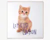 Billede kitten - Limited edition
