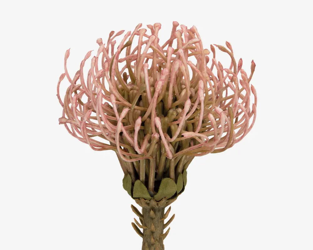 Stilk Protea lyserød H.73 cm 