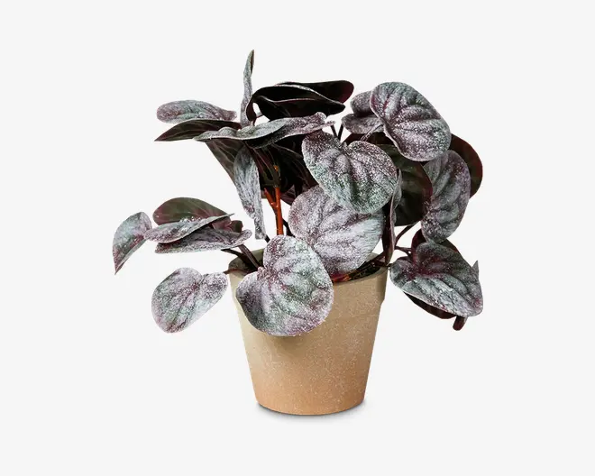 Dekorativ plante med hjerteformede blade, der har en blanding af grønne og sølvhvide nuancer samt diskrete lilla undertoner. Bladene har en let fløjlsagtig overflade og sidder tæt, hvilket giver et frodigt udtryk. Planten står i en enkel, lysebrun potte med en glat, mat finish.