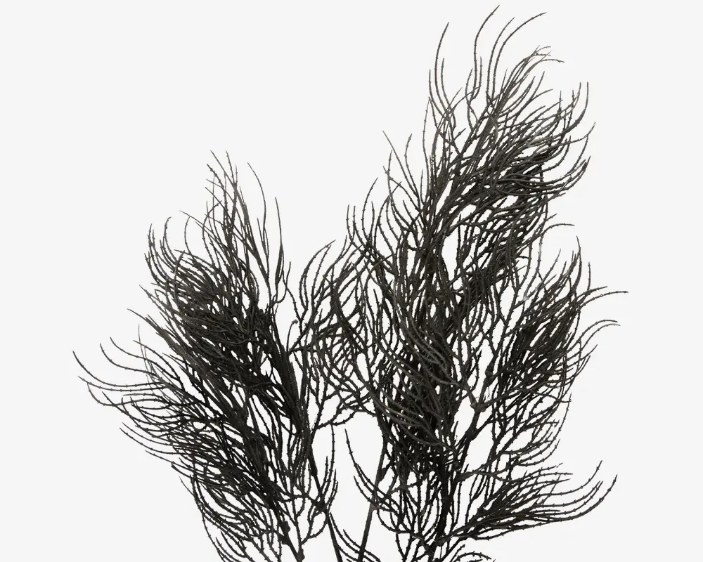 Stilk Asparagus sort H.86,4 cm 