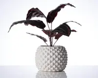 En dekorativ plante med brede, mørkegrønne blade, der har røde undersider og diskrete lyserøde årer. Planten står i en rund, hvid keramisk potte med et tekstureret, geometrisk diamantmønster på overfladen.