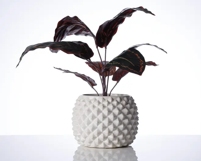 En dekorativ plante med brede, mørkegrønne blade, der har røde undersider og diskrete lyserøde årer. Planten står i en rund, hvid keramisk potte med et tekstureret, geometrisk diamantmønster på overfladen.